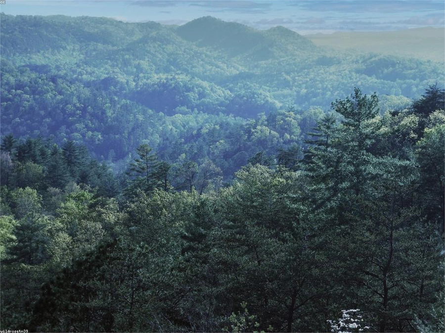 Timber Acreage in Putnam County